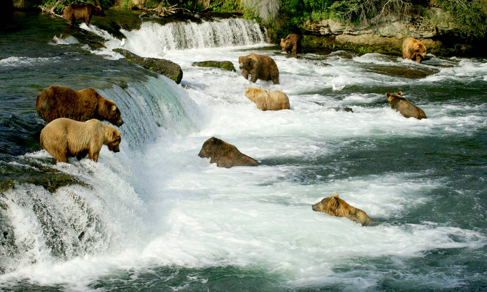 Beren bij Brooks Falls in Katmai National Park