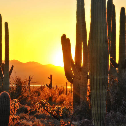 Saguaro National Park bij Tucson in Arizona