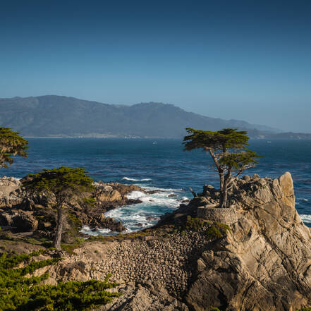 Lone Cypress in California