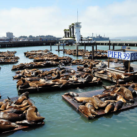 San Francisco zeeleeuwenhangplek Pier 39