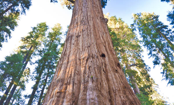 Flora Sequoia Kings Canyon