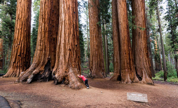 Sequoia National Park bij Fresno, Californië