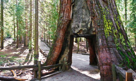 De Tunnel Tree in Yosemite staat nog fier overeind