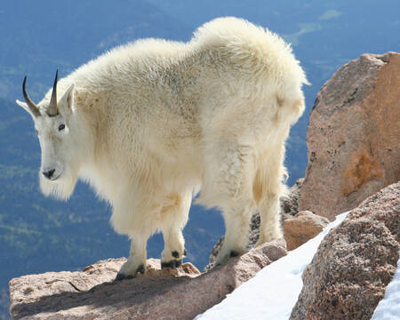 Snow Goat, Rocky Mountains