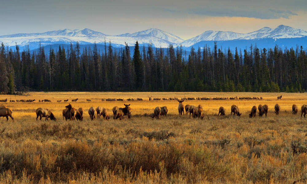 Elanden en herten in Rocky Mountain National Park in de Kawuneechee Valley
