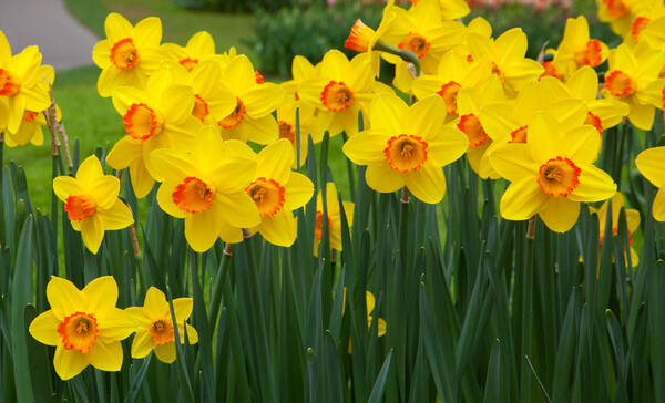 Daffodil Festival New Haven