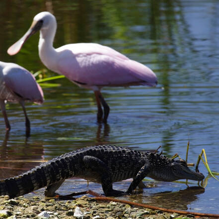 Dieren in Everglades National Park