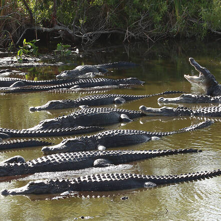 Alligators in The Everglades