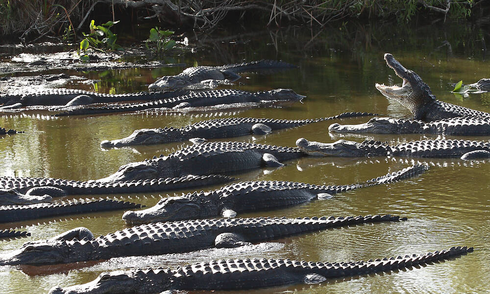 Groep alligators