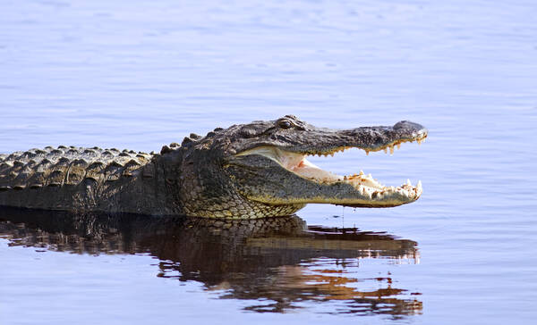 Alligators Georgia