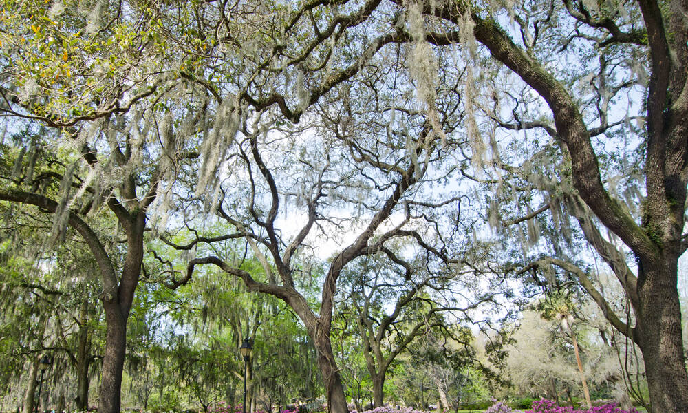 Spaanse mossen en bomen in Forsyth Park Savannah, Georgia