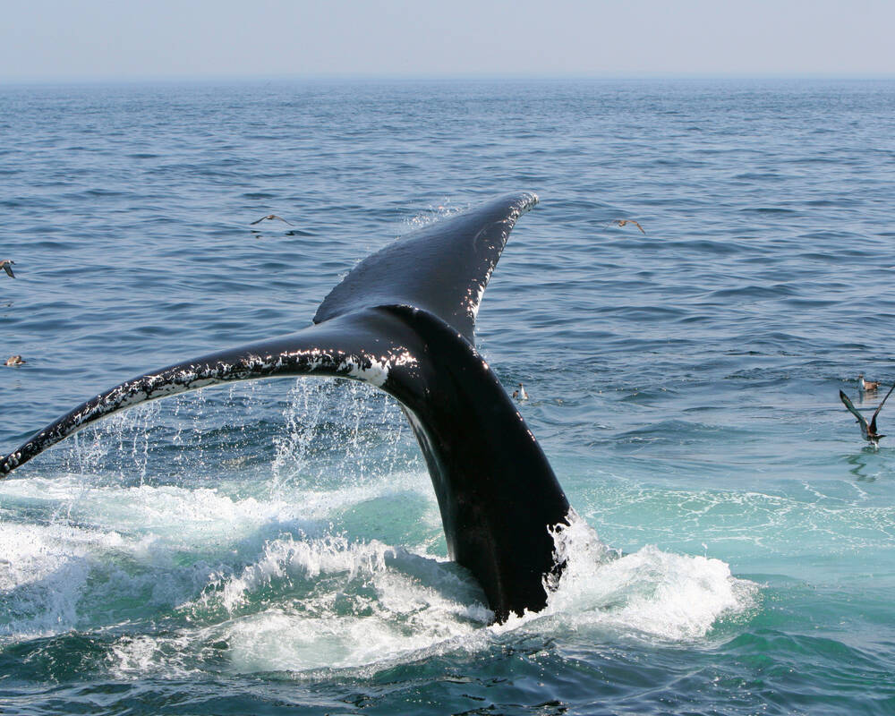 walvis masschusetts oost-amerika