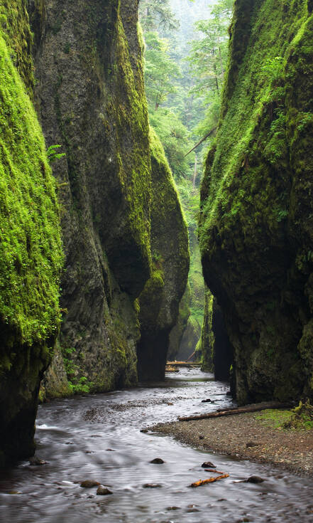Oneonta Gorge in de Columbia River Gorge