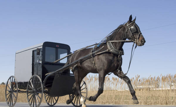 Amish Buggy Ride Lancaster