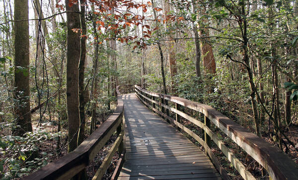 Congaree National Park South Carolina
