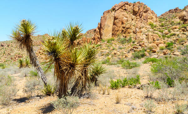 Chihuahuan Desert, Big Bend Ranch State Park