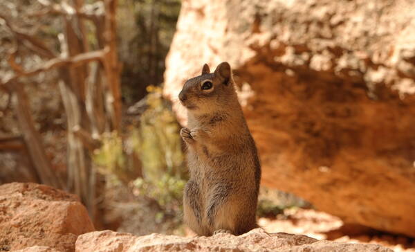 Bryce Canyon NP zit vol eekhoorns