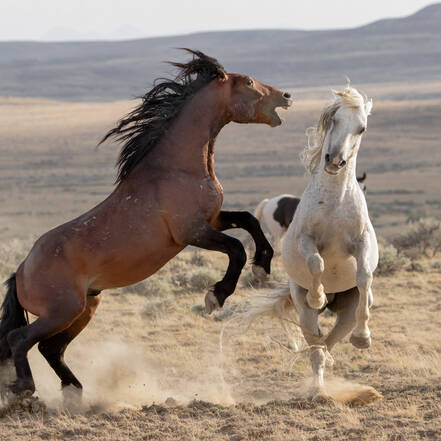 Wilde paarden in Wyoming