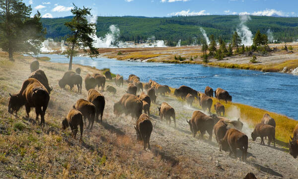 Bizons in Yellowstone National Park