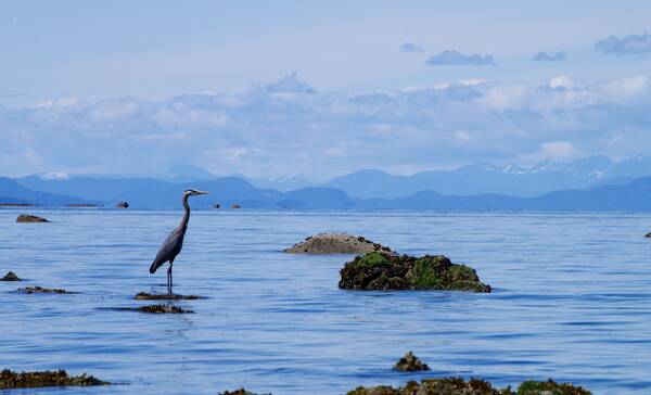 Seal Bay nabij Comox in British Columbia