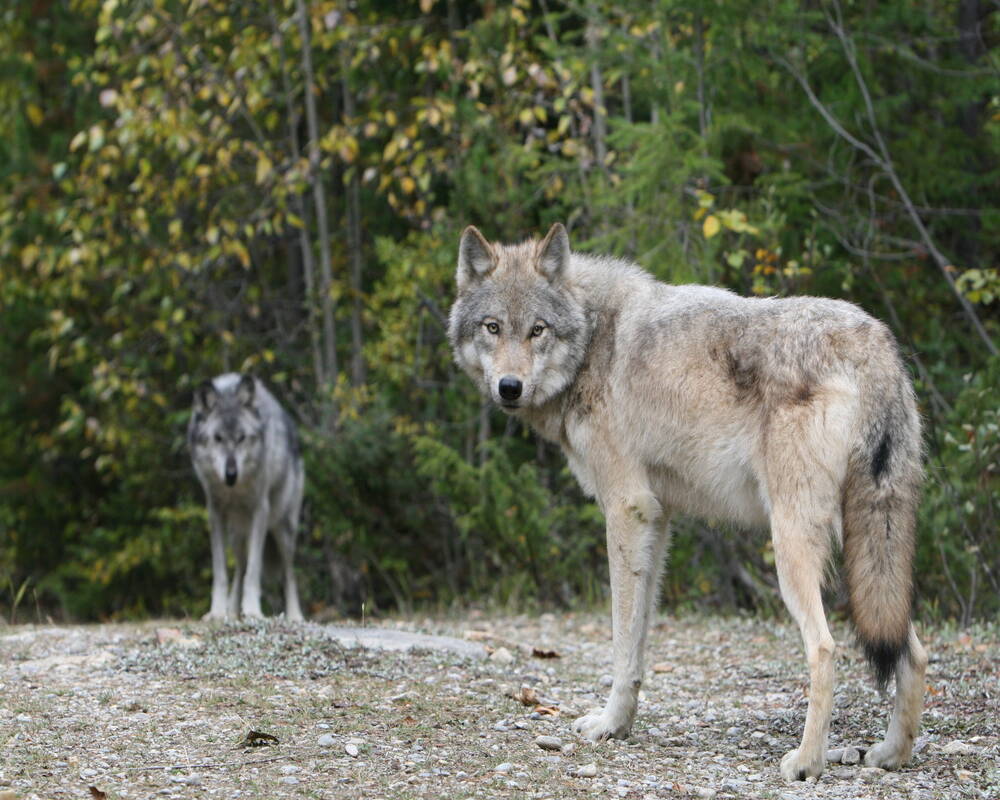 wolf west-canada rocky mountains