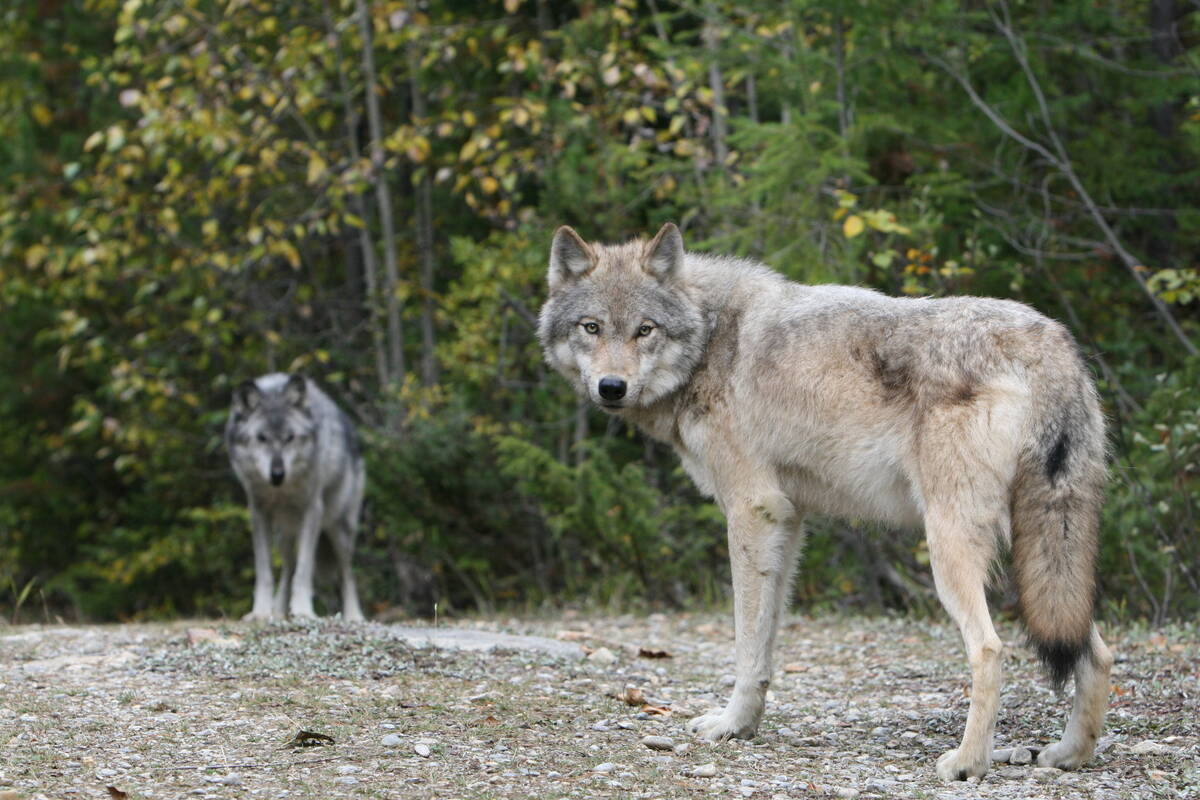 На каком восточном материке обитает серый волк. Волк скалистых гор. Волк серый. Среда обитания серого волка. Обитание волка.