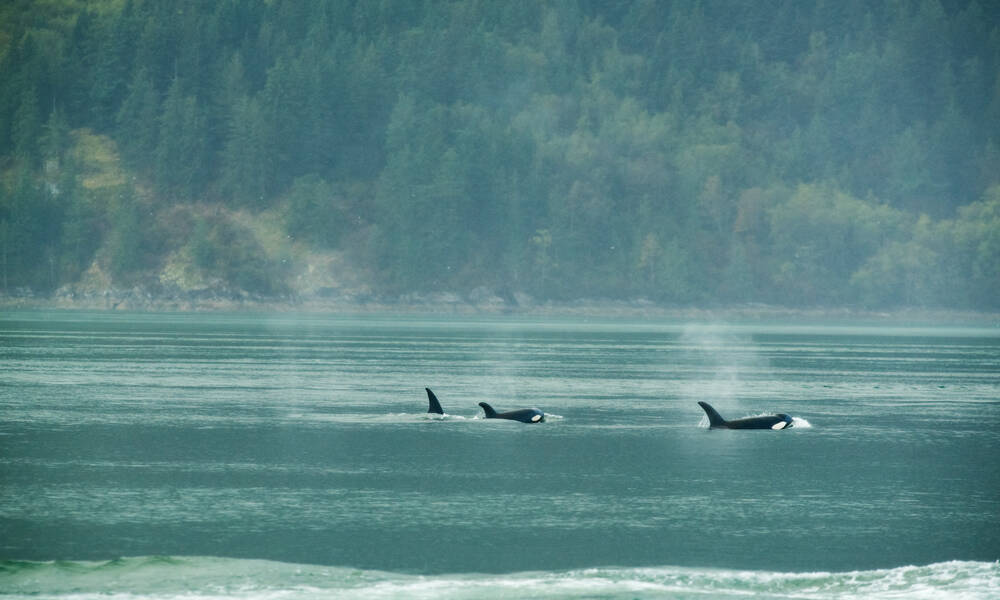 Ga op zoek naar orka's en bultruggen aan de kust van Canada