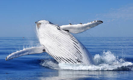 Springende walvis
