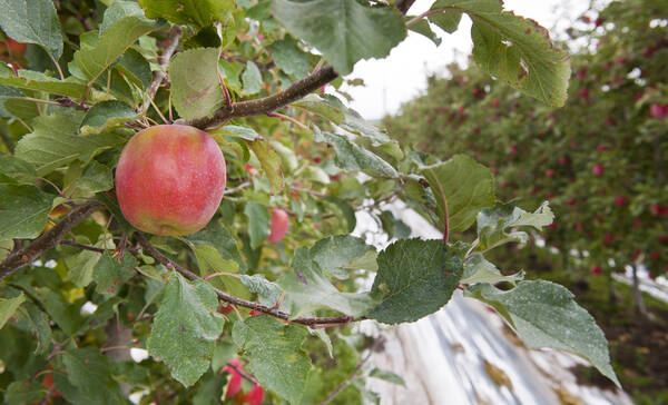 Appelboomgaard bij Charlottesville, Virginia