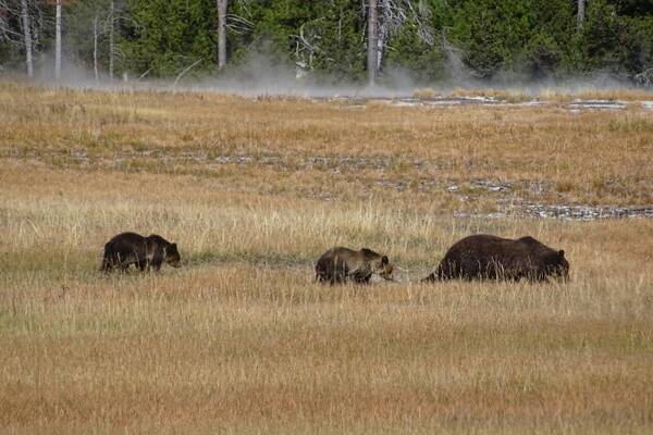 Beren bij Yellowstone