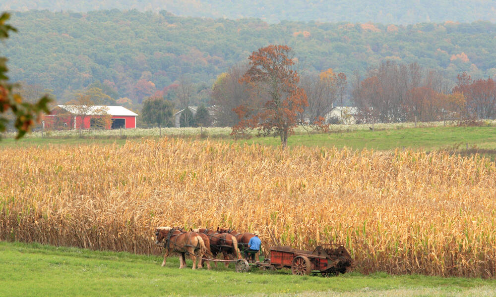 Amish Farmland Tour