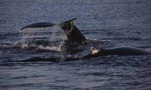 hyannis whale watching