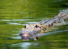 Alligator boottocht moeras