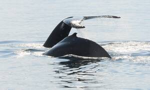 walvissen spotten oost-canada