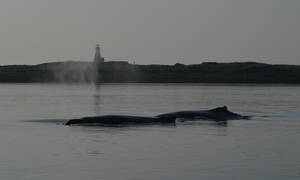 walvisvaart nova scotia brier island digby
