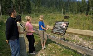 Banff Discover Grizzly Bears Tour