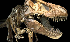 Drumheller dinoskelet in het Royal Tyrrell Museum of Paleaontology