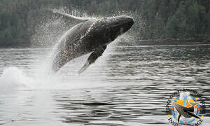 walvis spotten boot prince rupert