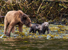 Grizzly Bear Tours Telegraph Cove