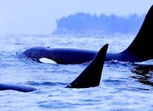 walvisvaart tofino orka vancouver island