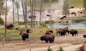 Yellowstone Lamar Valley Wildlife Excursion