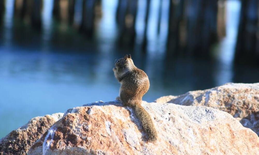 Een eekhoorntje dat van het uitzicht geniet in Avila Beach.