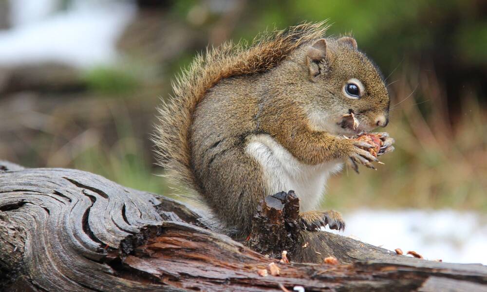 Een eekhoorntje in Yellowstone