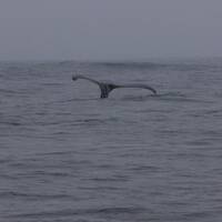 Monterey Whale Watchin